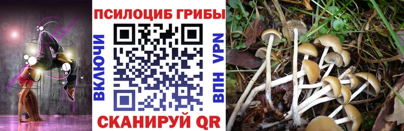 Псилоцибиновые грибы Psilocybe  Купить закладки  Свирск 